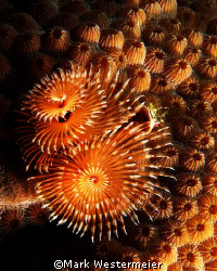 I can never resist christmas tree worms, perhaps one day ... by Mark Westermeier 